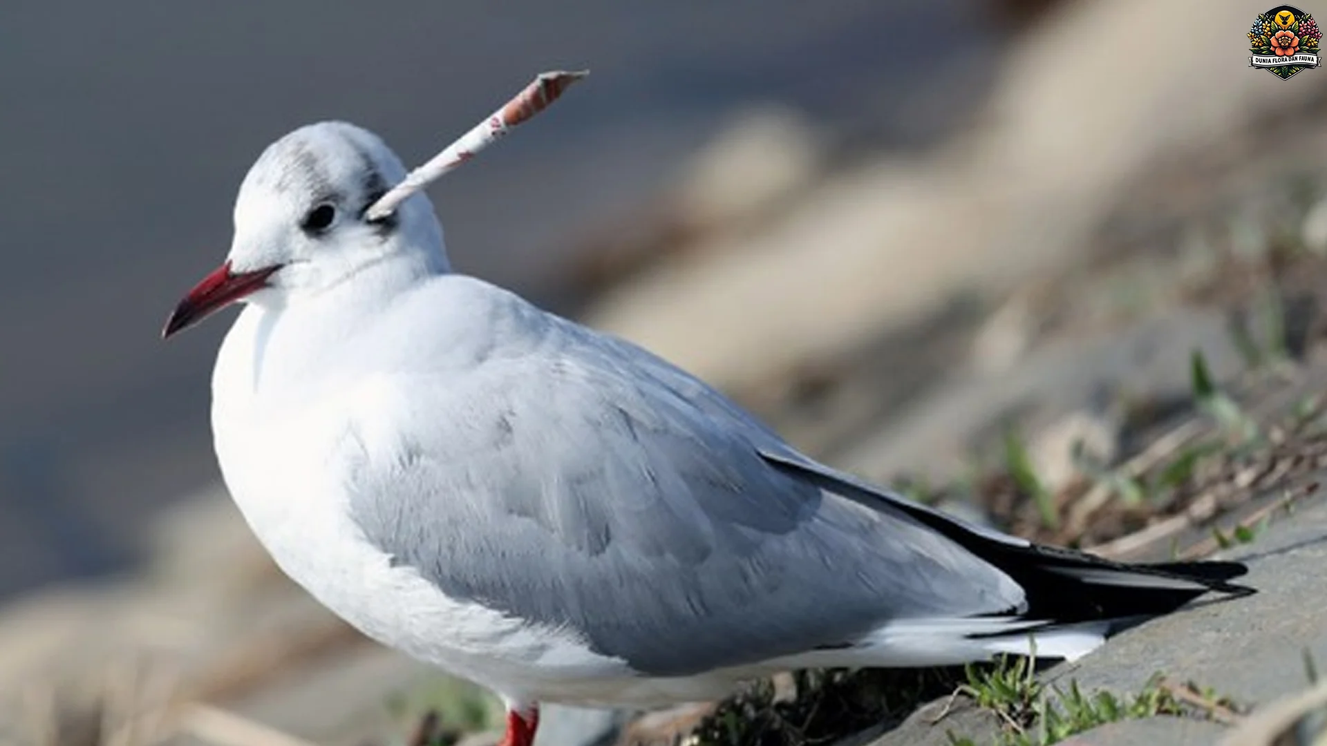 5 Perilaku Hewan Burung Camar yang Menjadi Fokus Penelitian Ahli