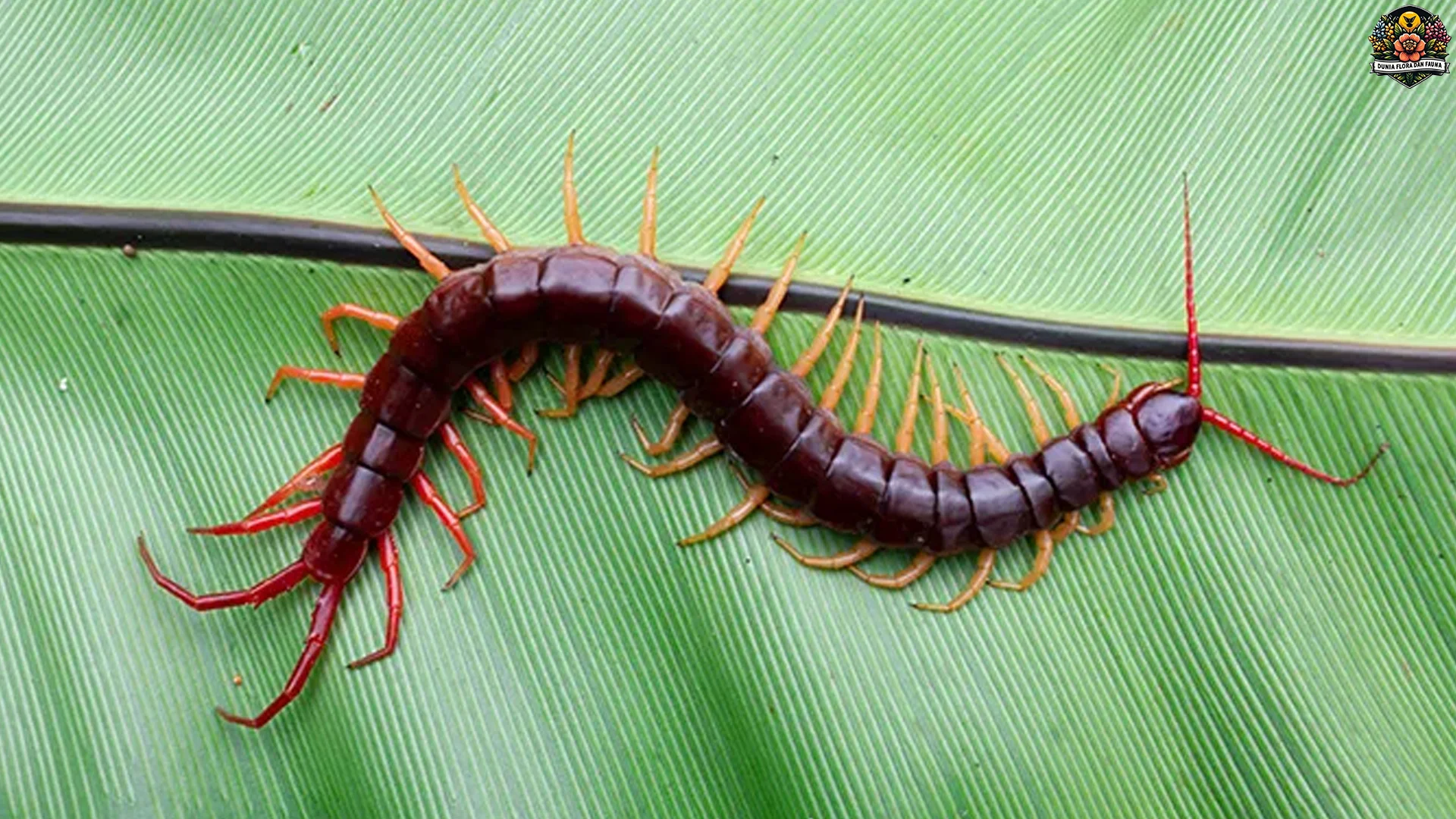 Menelusuri 5 Habitat Favorit Lipan yang Aman dari Predator Lain