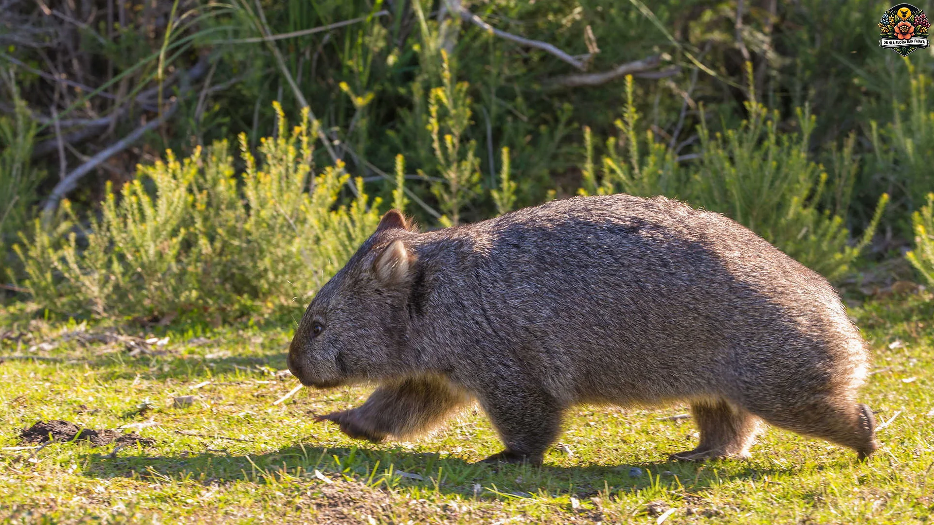 Wombat 4 Bukti Kuat Tentang Cara Bertahan Hidup Di Alam Liar