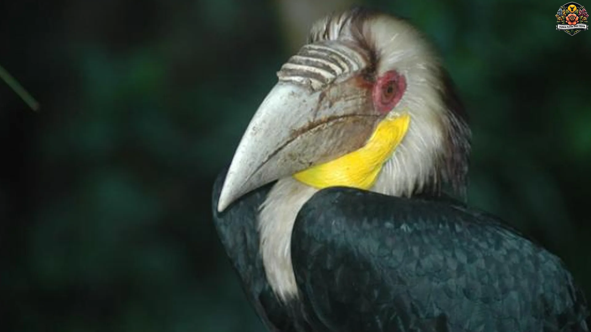 Rangkong Tampilkan 4 Perilaku Alam yang Membuat Pengamat Terpukau 2 Rangkong Tampilkan 4 Perilaku Alam yang Membuat Pengamat Terpukau