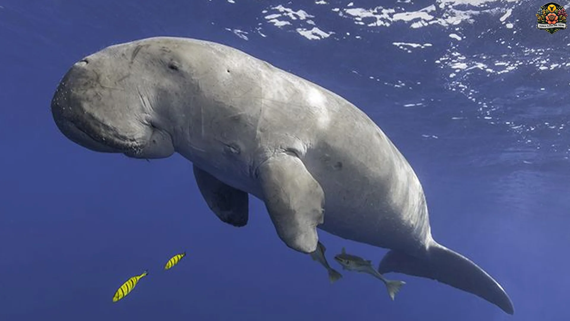Hewan Dugong: 5 Adaptasi dan Kebiasaan yang Jarang Disorot