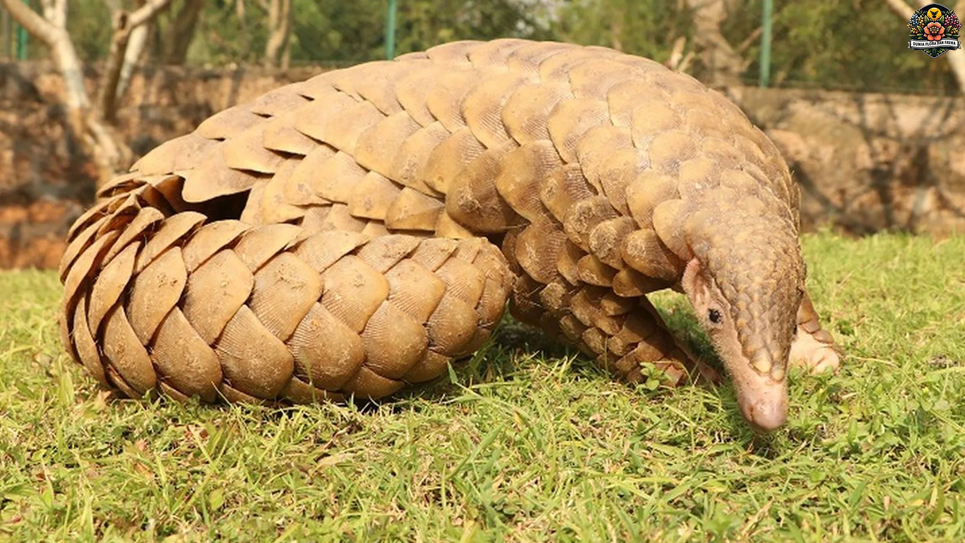 5 Keunikan Hewan Trenggiling Yang Membuat Pecinta Satwa Terpesona