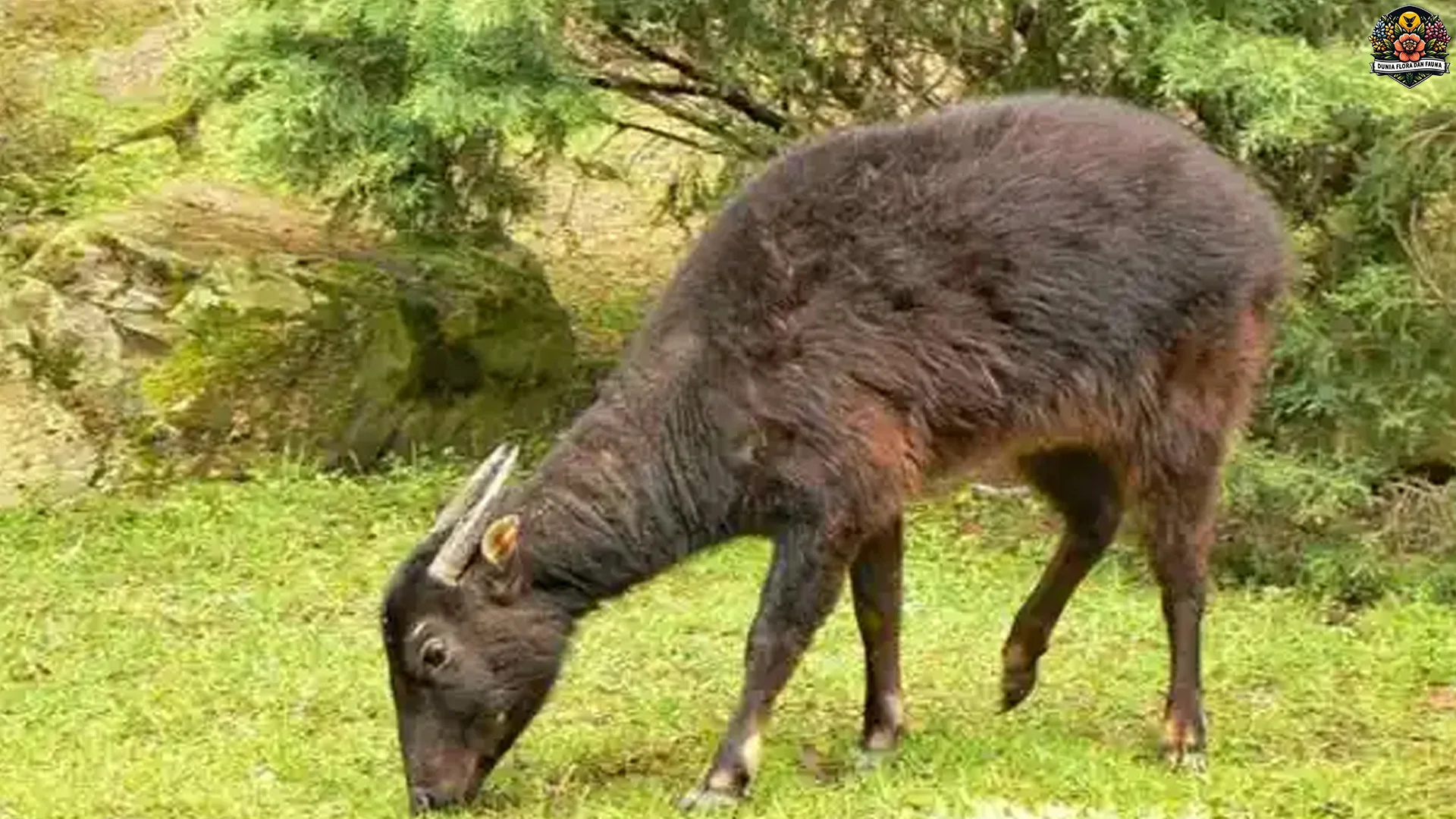 Anoa 4 Fakta Menarik Tentang Habitat Dan Pola Hidup Di Alam