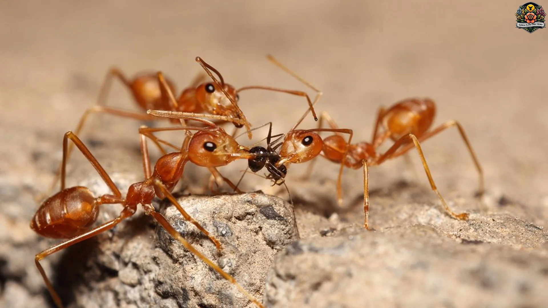 Semut Api 5 Teknik Bertahan Hidup yang Menarik untuk Dipelajari