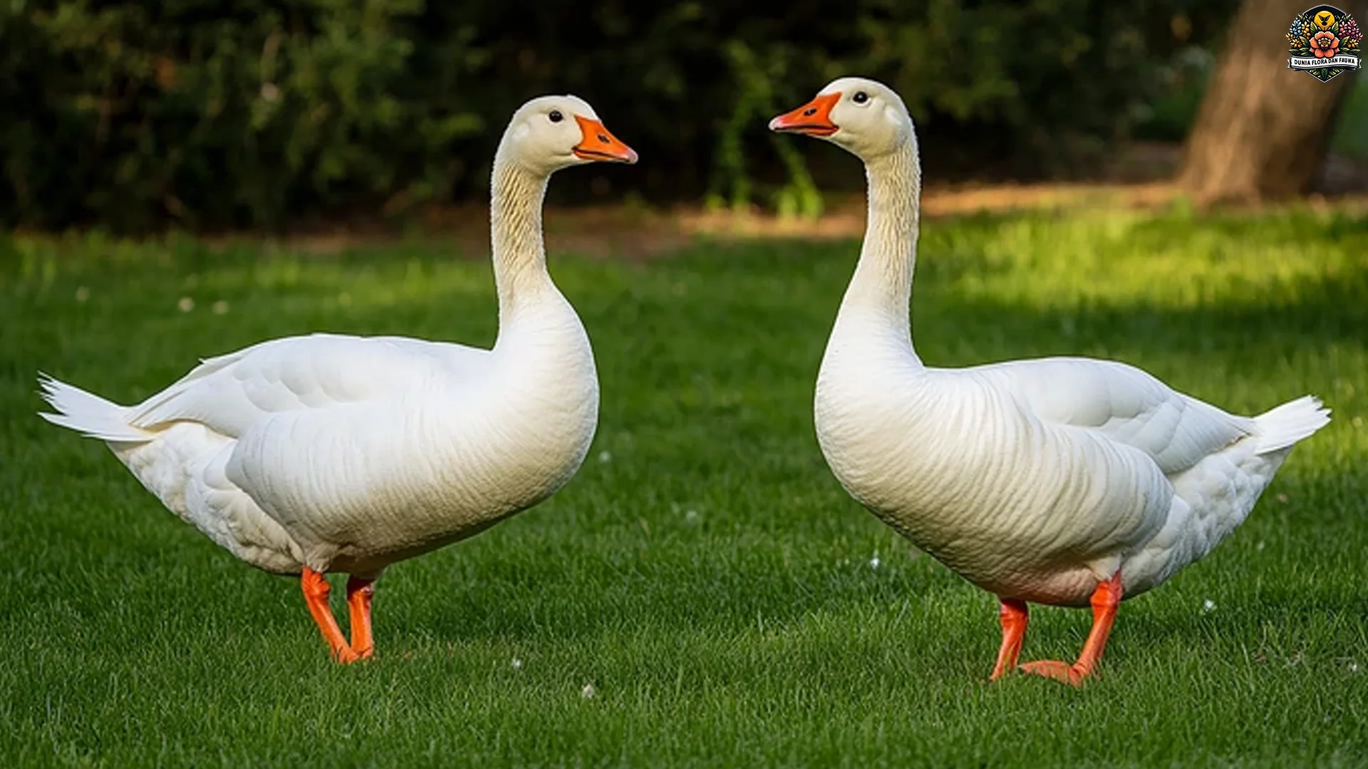 Adaptasi Angsa 5 Spesies untuk Hidup di Air Tawar dan Air Laut 1 Adaptasi Angsa 5 Spesies untuk Hidup di Air Tawar dan Air Laut