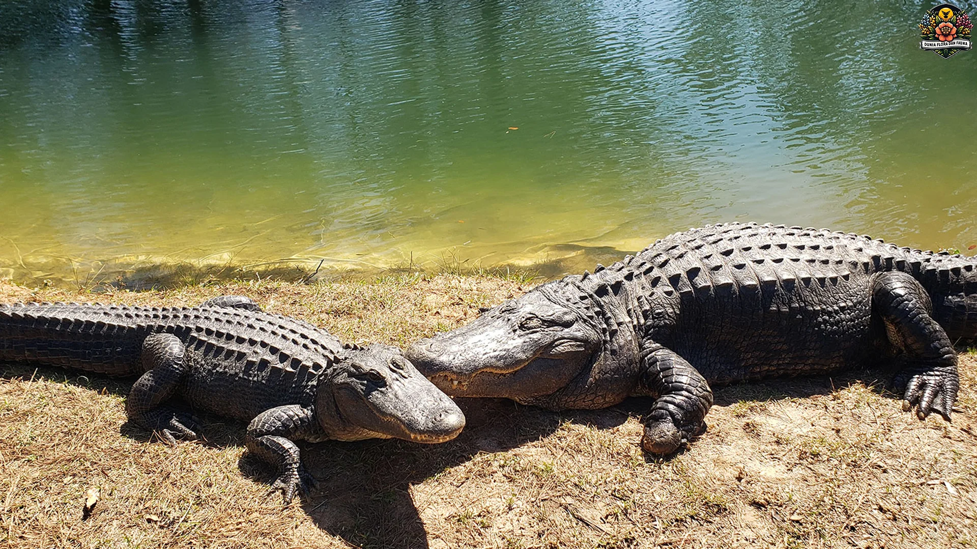 Hewan Aligator 4 Teknik Berburu yang Efektif dan Memikat Peneliti 1 Hewan Aligator 4 Teknik Berburu yang Efektif dan Memikat Peneliti