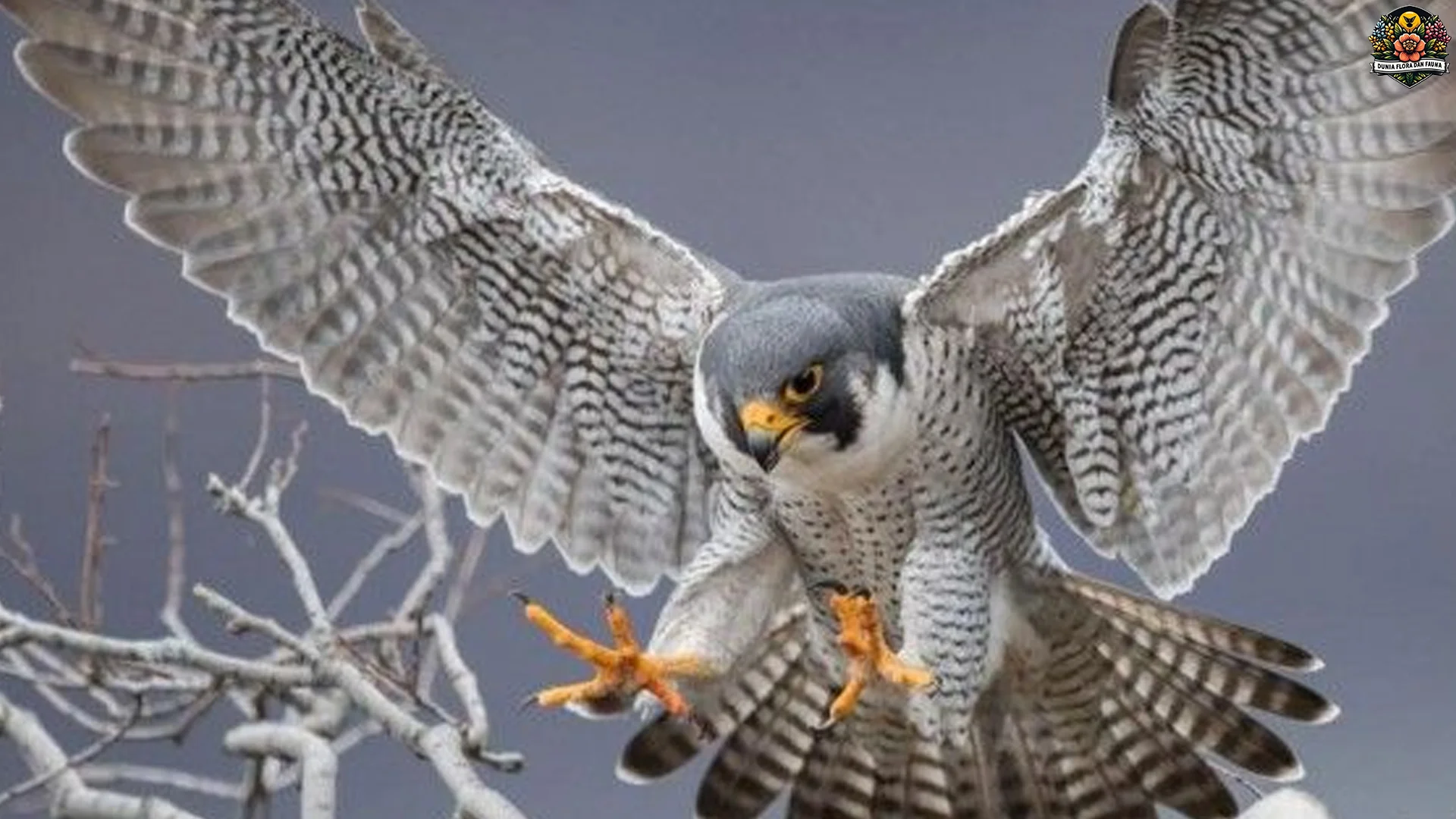 Falcon Memukau Dengan 4 Strategi Memburu Yang Efektif Di Alam Liar