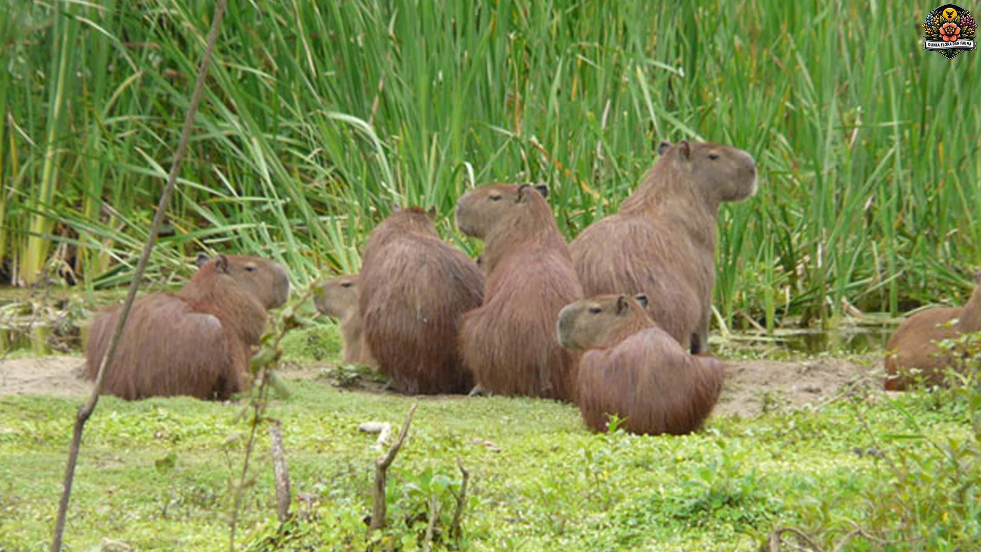 Keunikan Kapibara 5 Fakta Seru Tentang Hewan Ternyata Cerdas