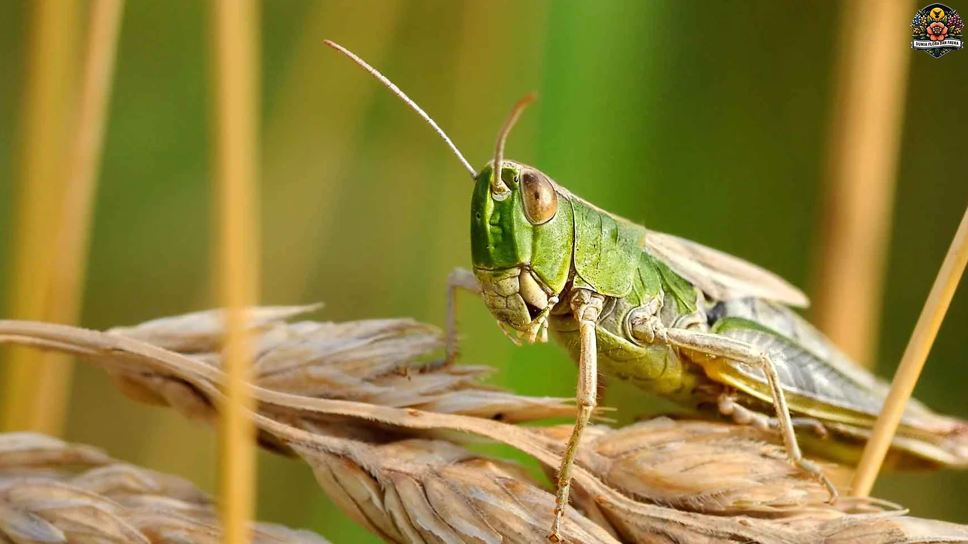 Belalang Menunjukkan 5 Kebiasaan Unik yang Bisa Diamati di Alam