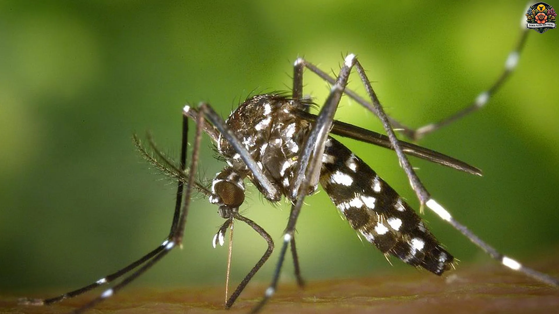 Perkembangan Asli Nyamuk 5 dari Telur Hingga Menjadi Serangga Dewasa