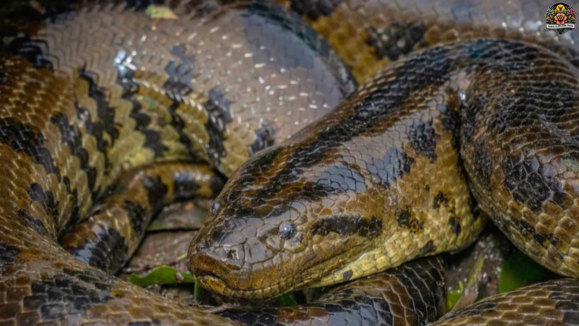 5 Bukti Hewan Ular Anakonda Jadi Predator Paling Menakutkan di Alam