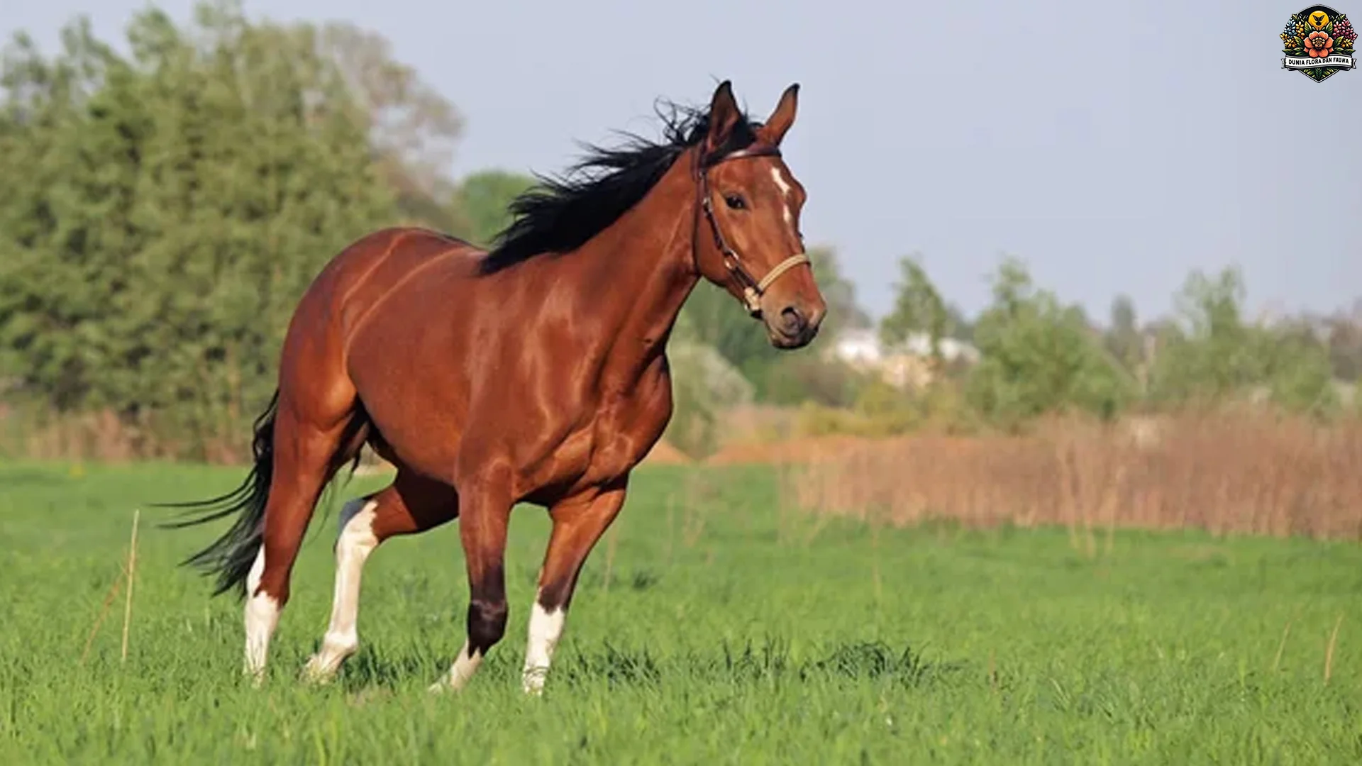 Kuda Tampilkan 4 Perilaku Sosial Yang Mengagumkan Di Alam Liar 2 Kuda Tampilkan 4 Perilaku Sosial Yang Mengagumkan Di Alam Liar
