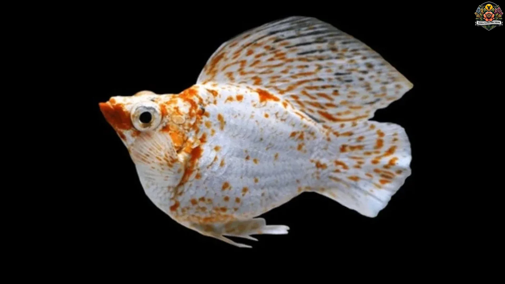 Ikan Molly 5 Jenis Habitat Ideal untuk Tumbuh Kembang Optimal Asli