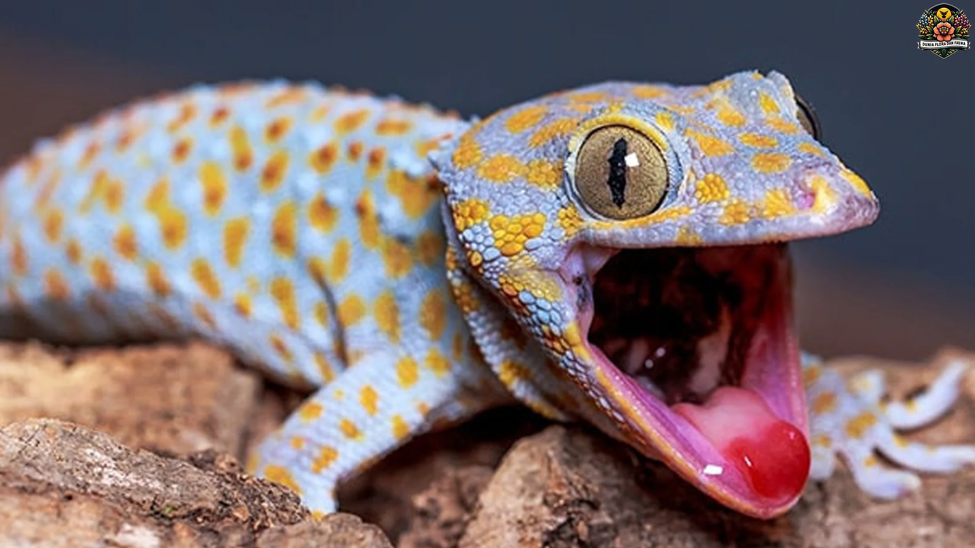 Tokek 4 Fakta Penting Tentang Evolusi dan Jenis Tokek di Dunia