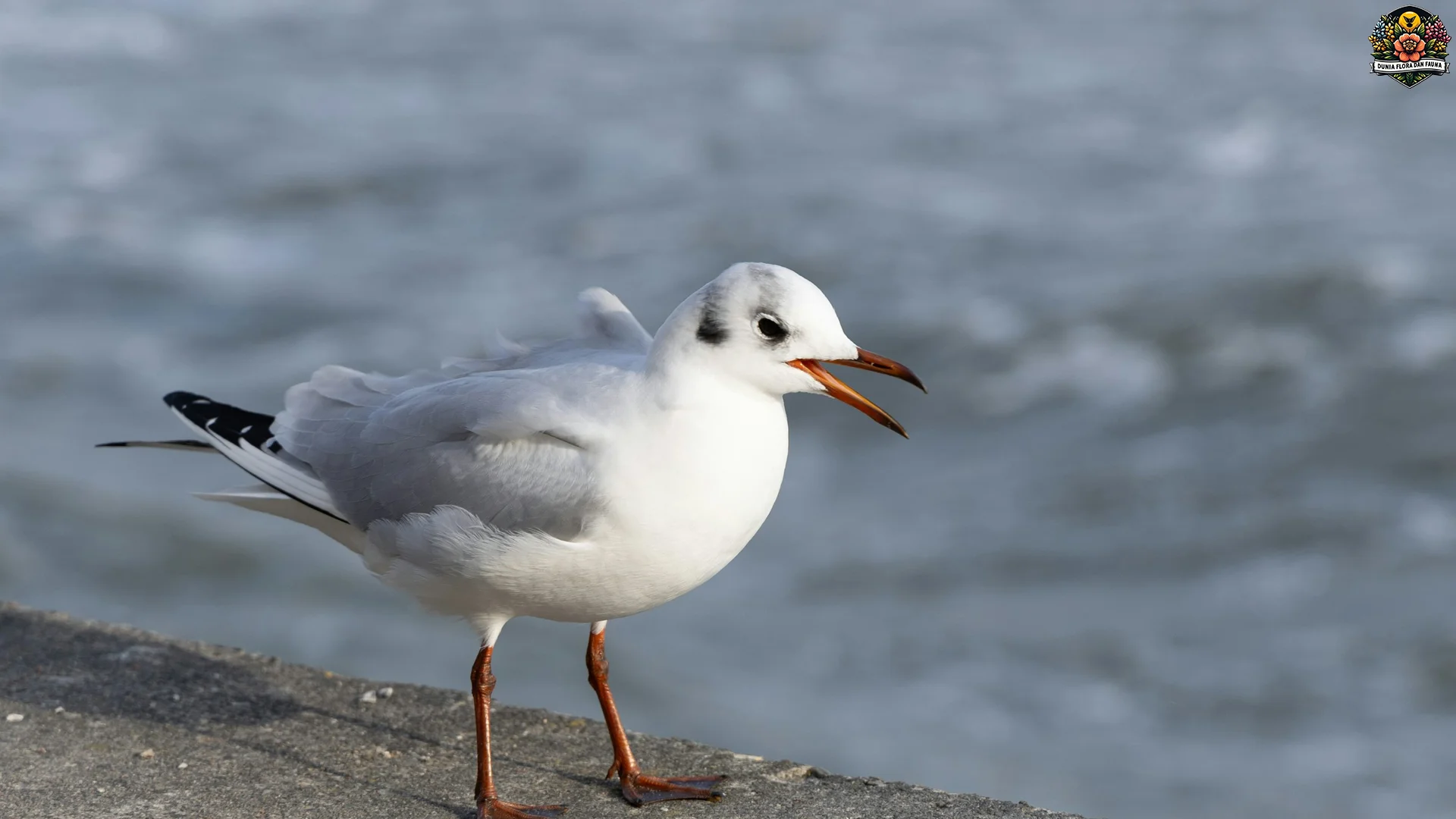 5 Bukti Burung Camar Yang Membuatnya Menarik Untuk Diamati