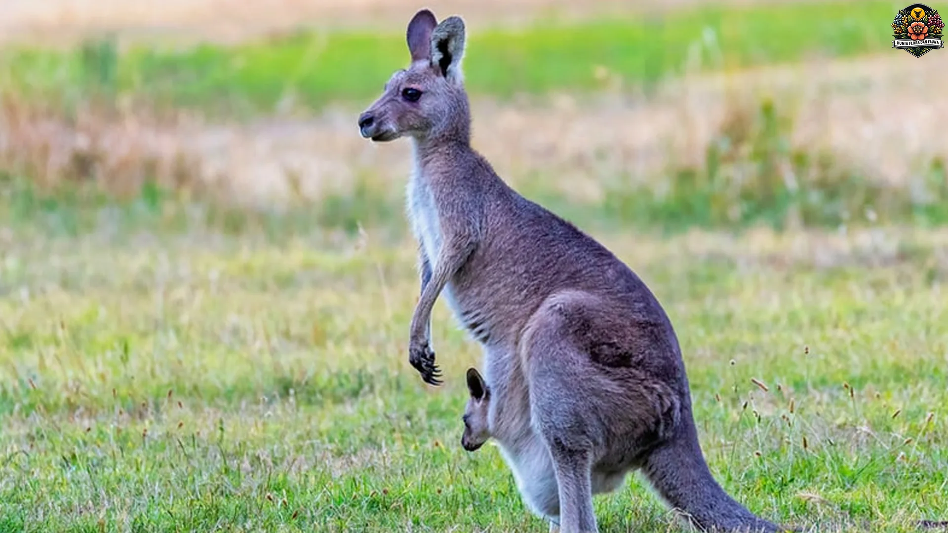 Kehidupan Kanguru Di Alam Bebas Dengan 5 Adaptasi Menarik