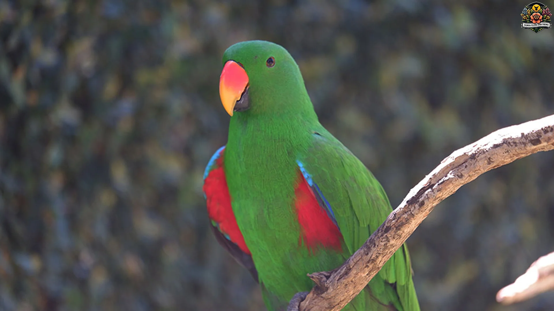 Burung Nuri Cantik Dengan 5 Keunikan Yang Jarang Diketahui