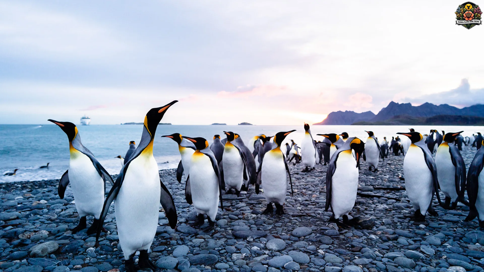 Hewan Penguin 3 Jenis Populasi Baru dan Persebaran yang Ada di Dunia