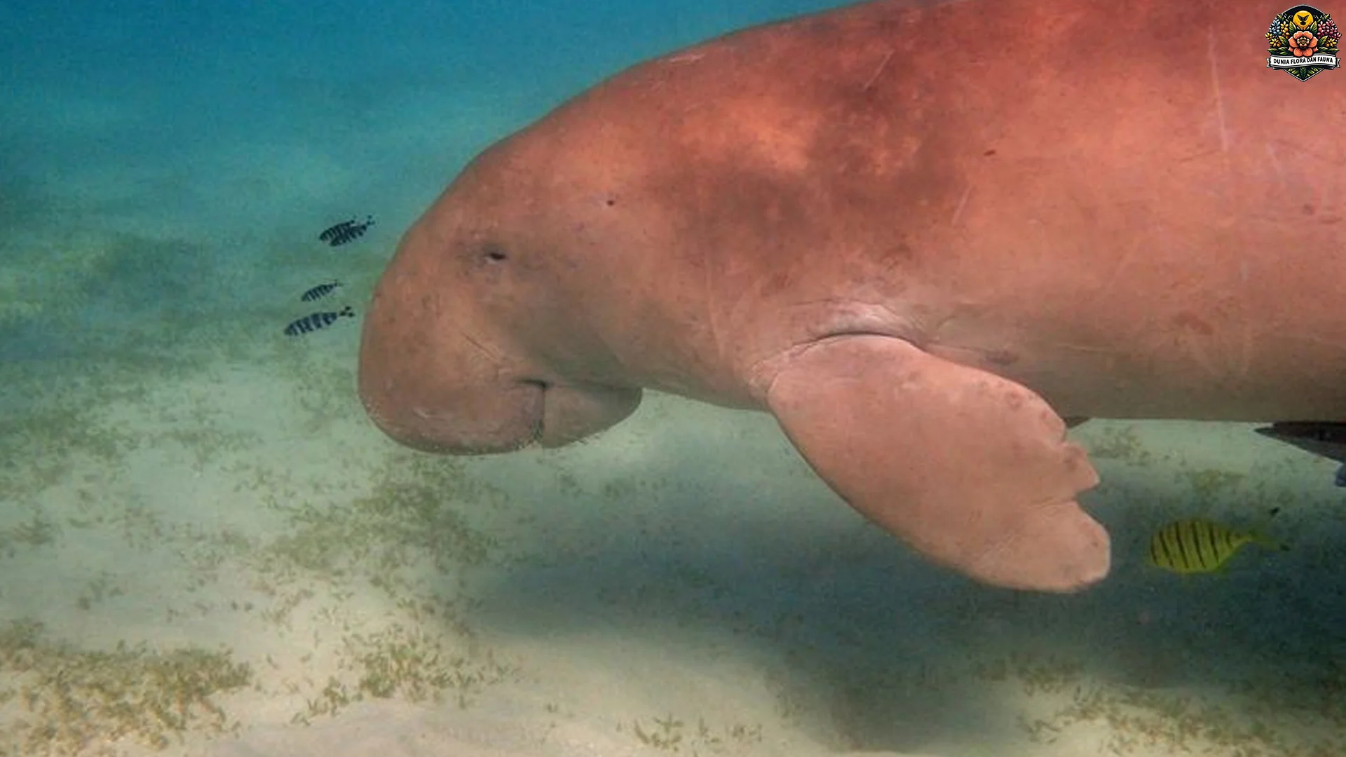 Hewan Dugong: 5 Adaptasi dan Kebiasaan yang Jarang Disorot 2 Hewan Dugong: 5 Adaptasi dan Kebiasaan yang Jarang Disorot