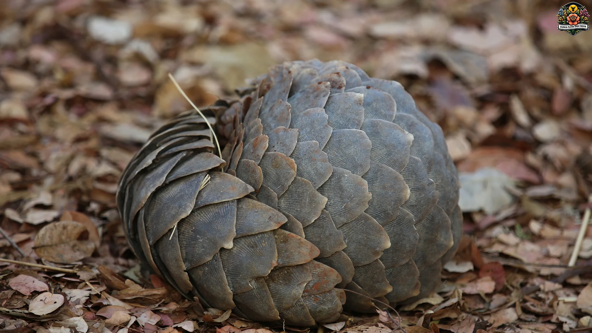 5 Keunikan Hewan Trenggiling Yang Membuat Pecinta Satwa Terpesona