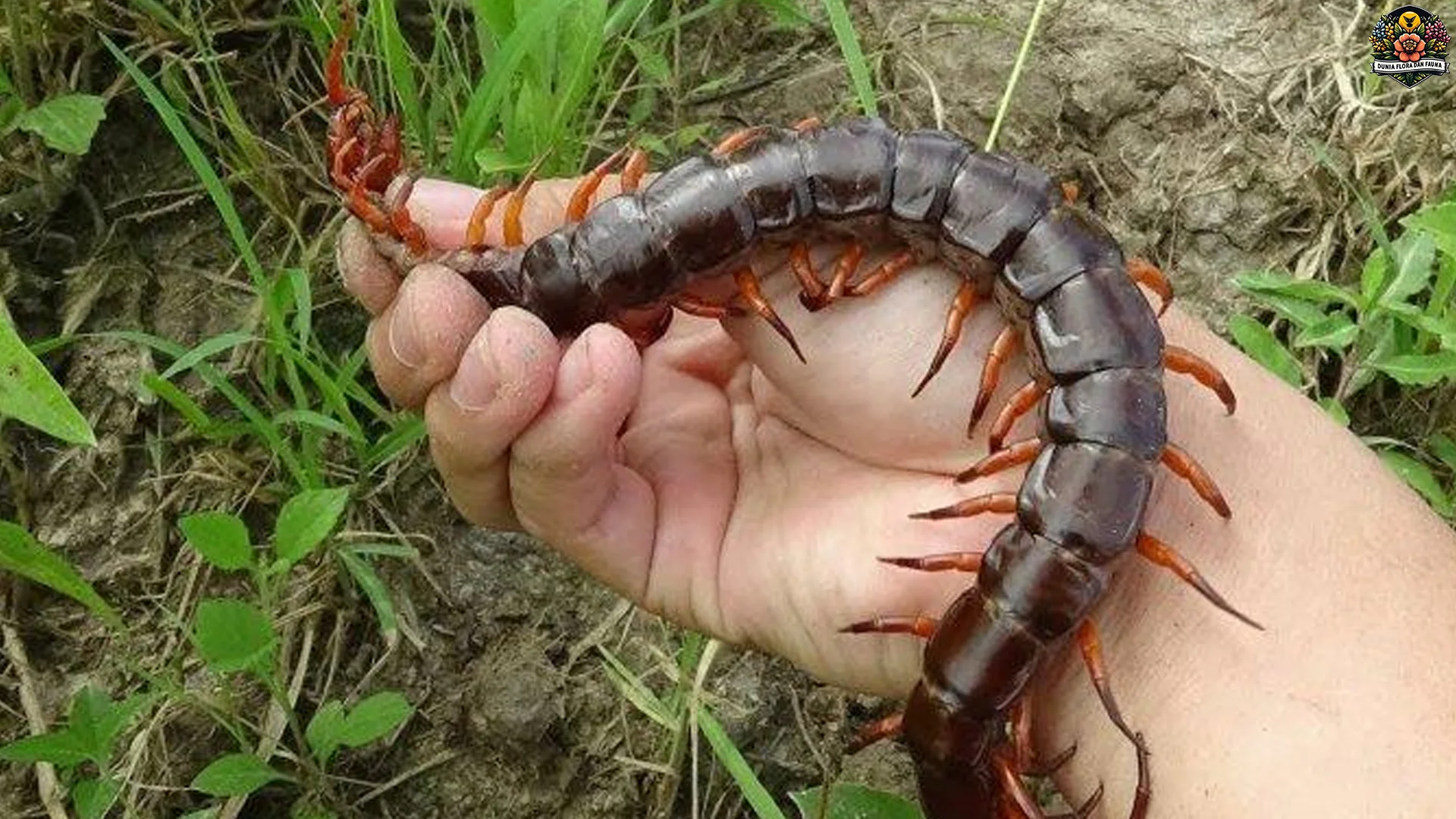 Menelusuri 5 Habitat Favorit Lipan yang Aman dari Predator Lain 2 Menelusuri 5 Habitat Favorit Lipan yang Aman dari Predator Lain