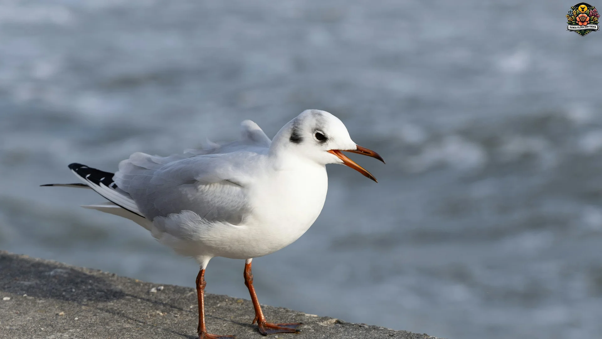 5 Perilaku Hewan Burung Camar yang Menjadi Fokus Penelitian Ahli 2 5 Perilaku Hewan Burung Camar yang Menjadi Fokus Penelitian Ahli