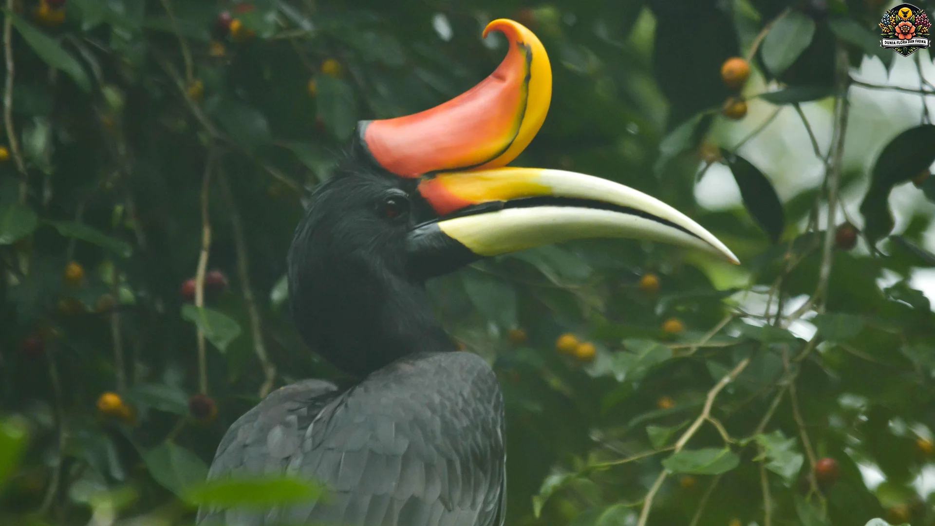 Rangkong Tampilkan 4 Perilaku Alam yang Membuat Pengamat Terpukau