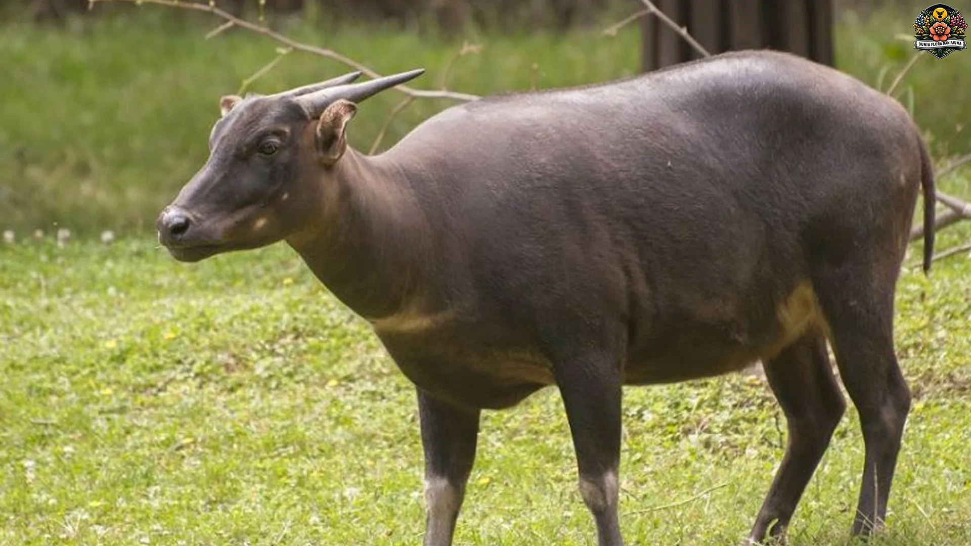 Anoa 4 Fakta Menarik Tentang Habitat Dan Pola Hidup Di Alam