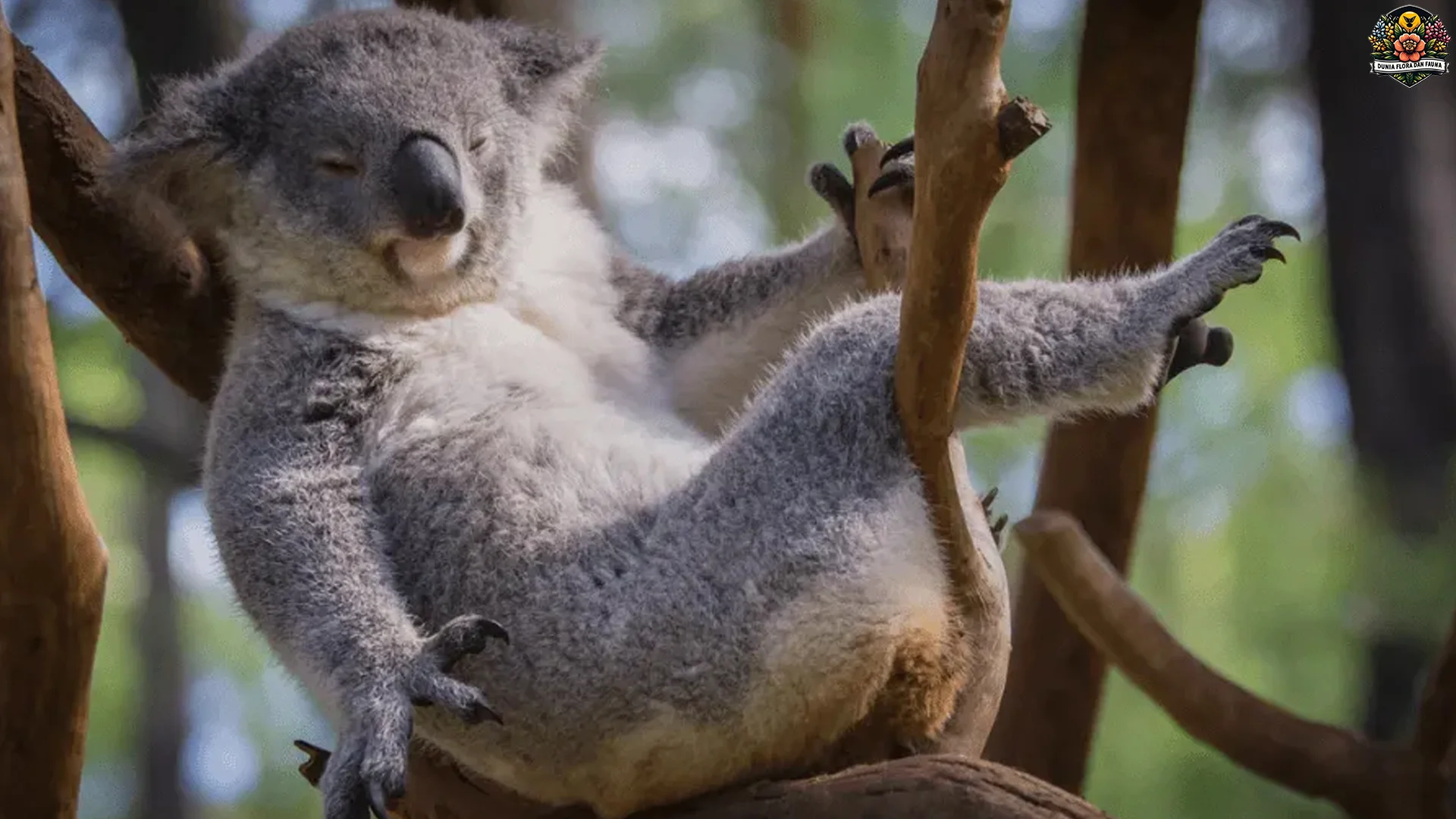 5 Karakter Hewan Koala Yang Menjadi Ikon Satwa Liar Australia