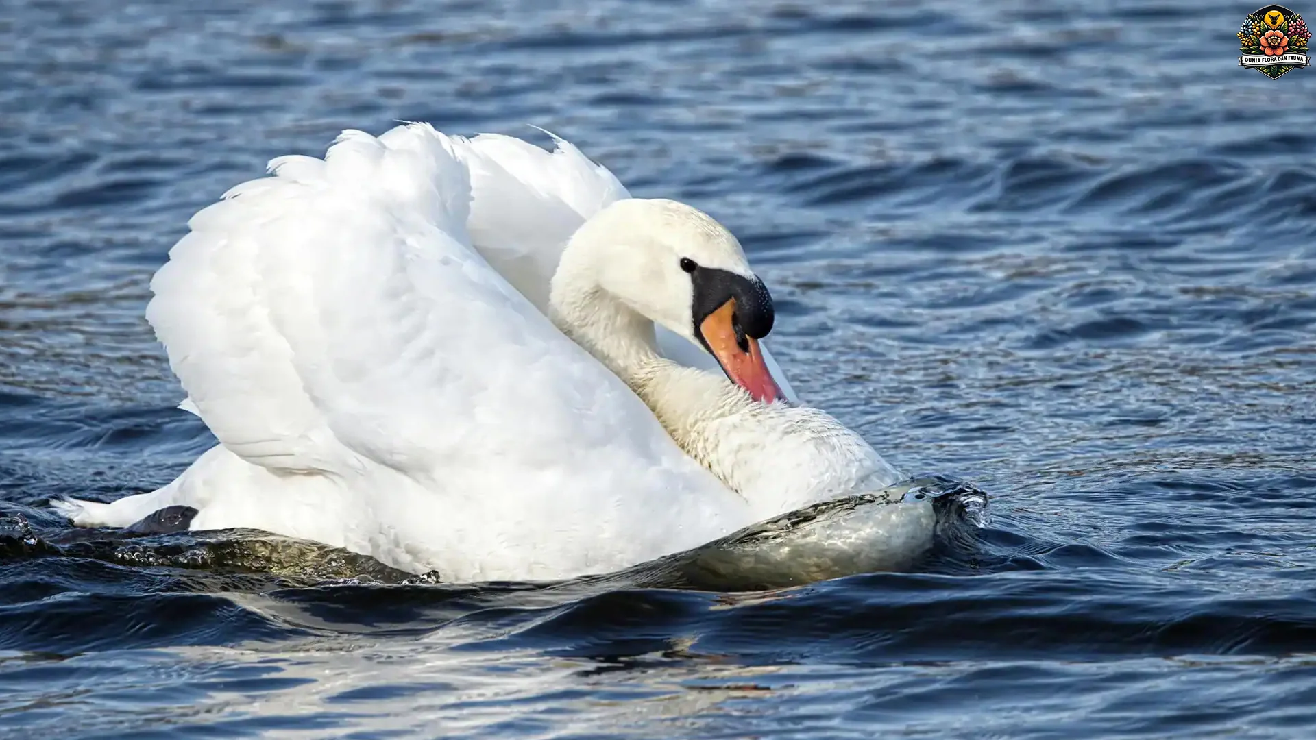 Adaptasi Angsa 5 Spesies untuk Hidup di Air Tawar dan Air Laut 2 Adaptasi Angsa 5 Spesies untuk Hidup di Air Tawar dan Air Laut