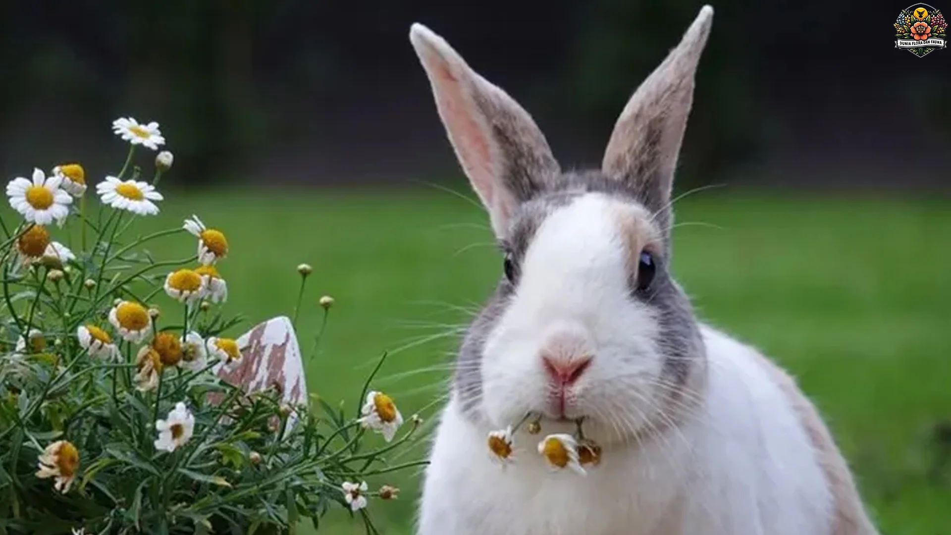 5 Jenis Kelinci Paling Populer yang Banyak Dipelihara di Rumah