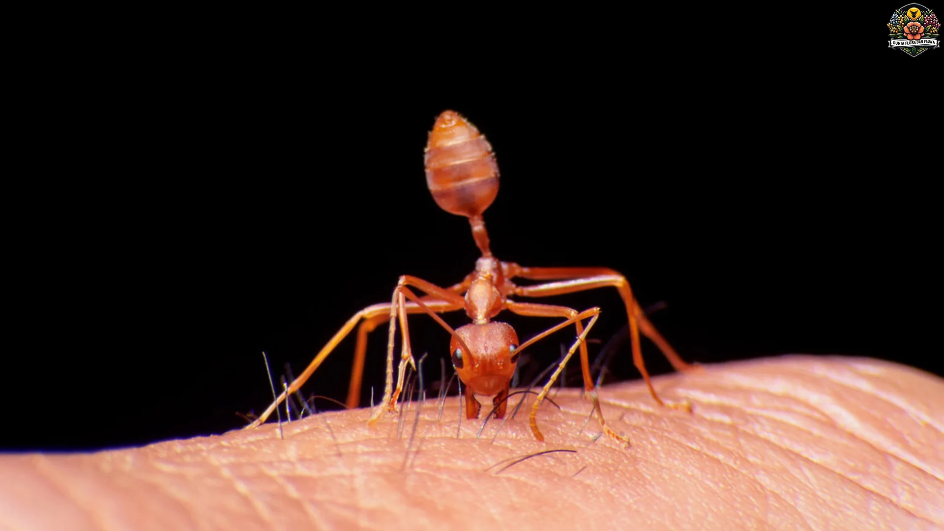 Semut Api 5 Teknik Bertahan Hidup yang Menarik untuk Dipelajari