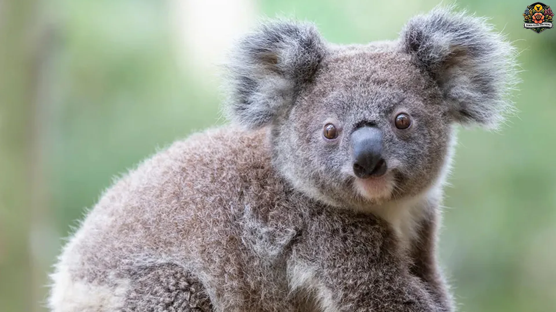 5 Karakter Hewan Koala Yang Menjadi Ikon Satwa Liar Australia