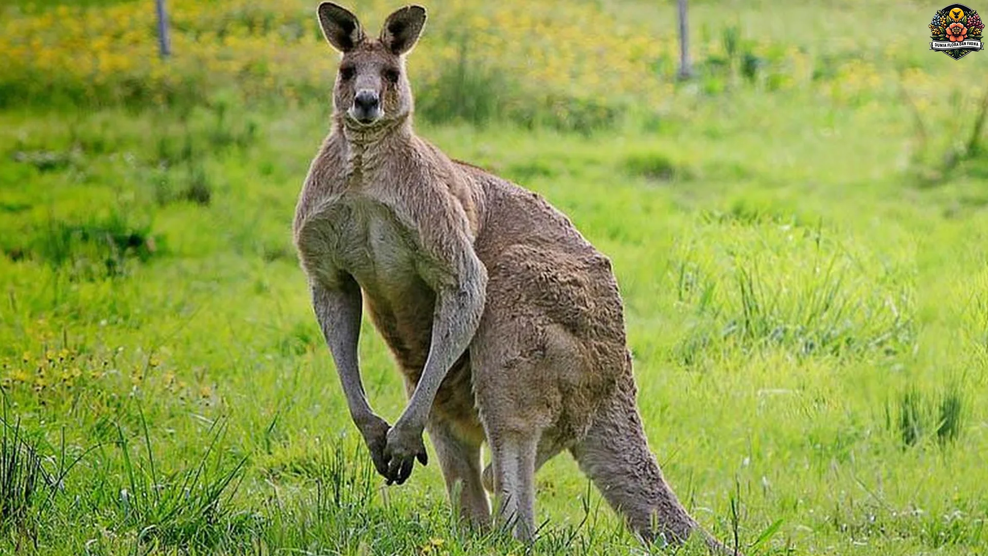 Kehidupan Kanguru Di Alam Bebas Dengan 5 Adaptasi Menarik