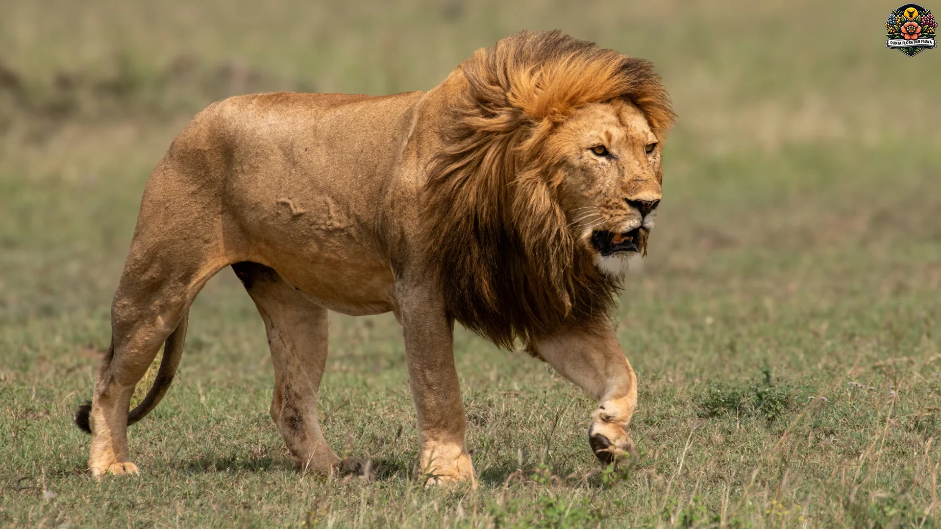 Singa 3 Kemampuan Berburu Berkelompok Paling Mematikan 