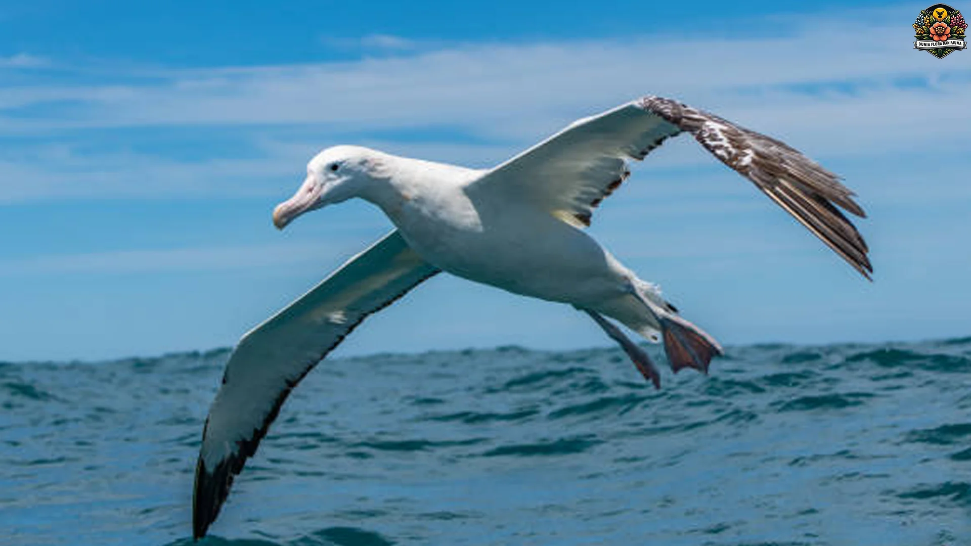 Albatros Kelana Sayap Gila Terbentang 3 Meter Lebih