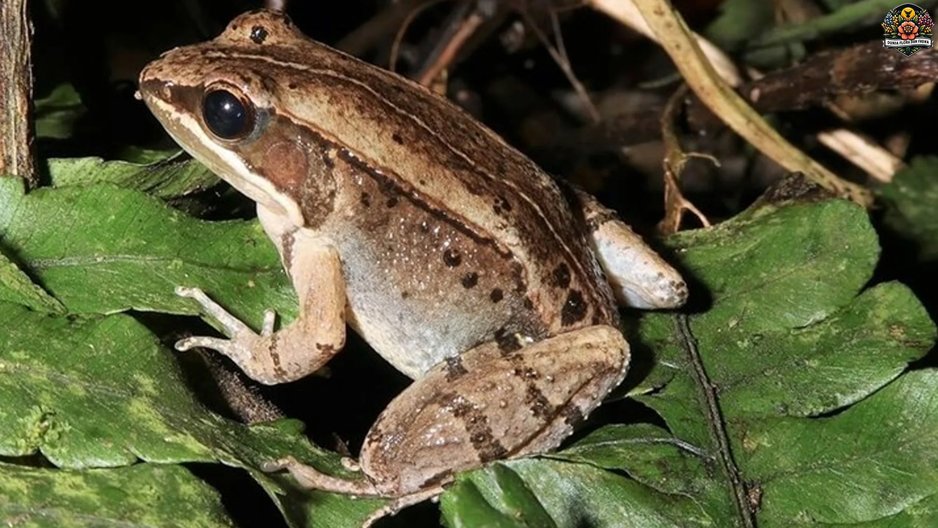 5 Jenis Katak Peliharaan Yang Populer Dan Mudah Dirawat