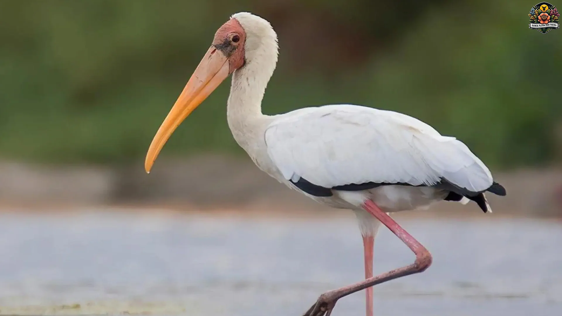 Burung Bangau 4 Karakteristik Unik Yang Membuatnya Istimewa