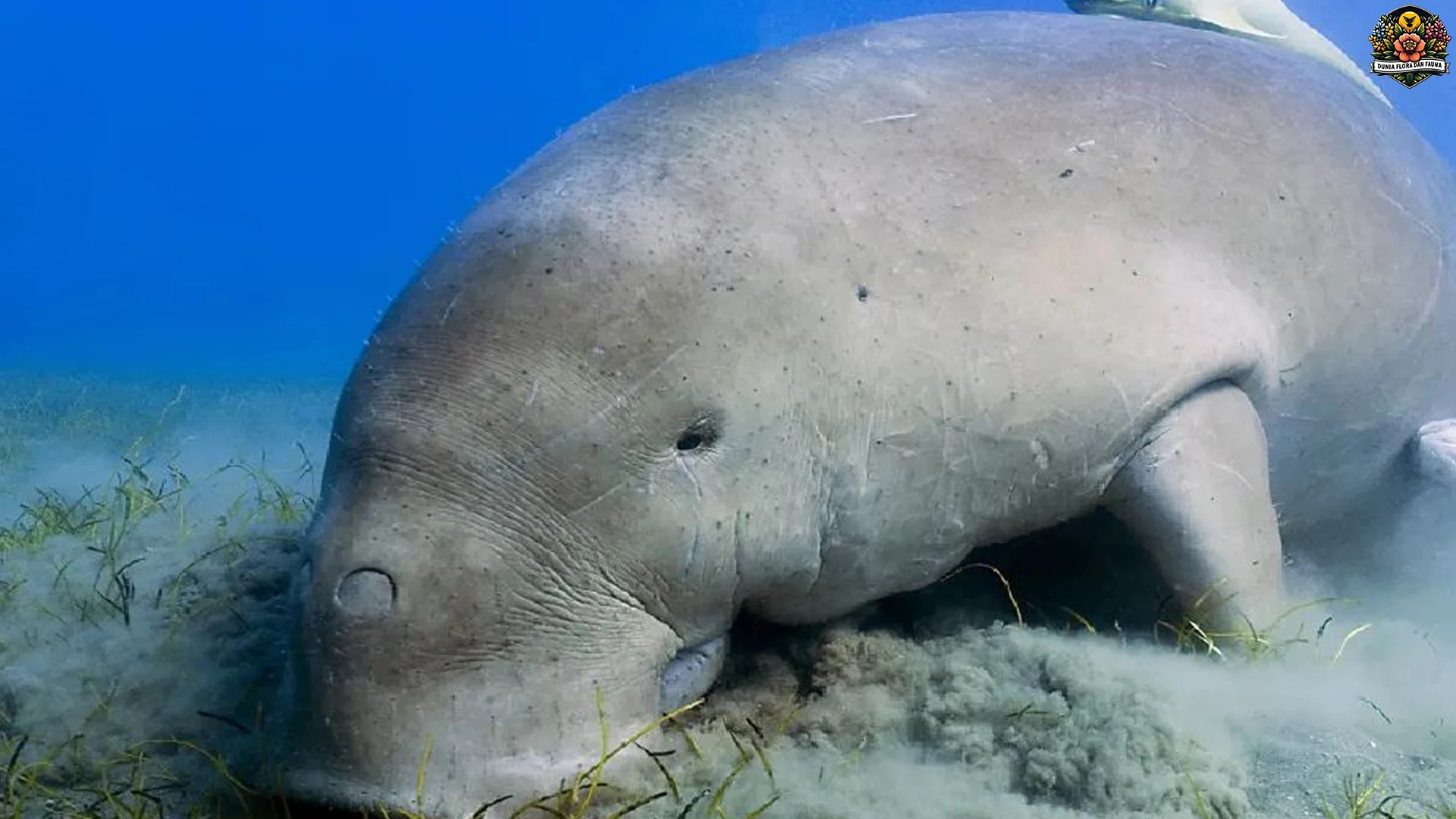 Dugong 5 Fakta Unik Si Duyung Laut yang Hampir Punah