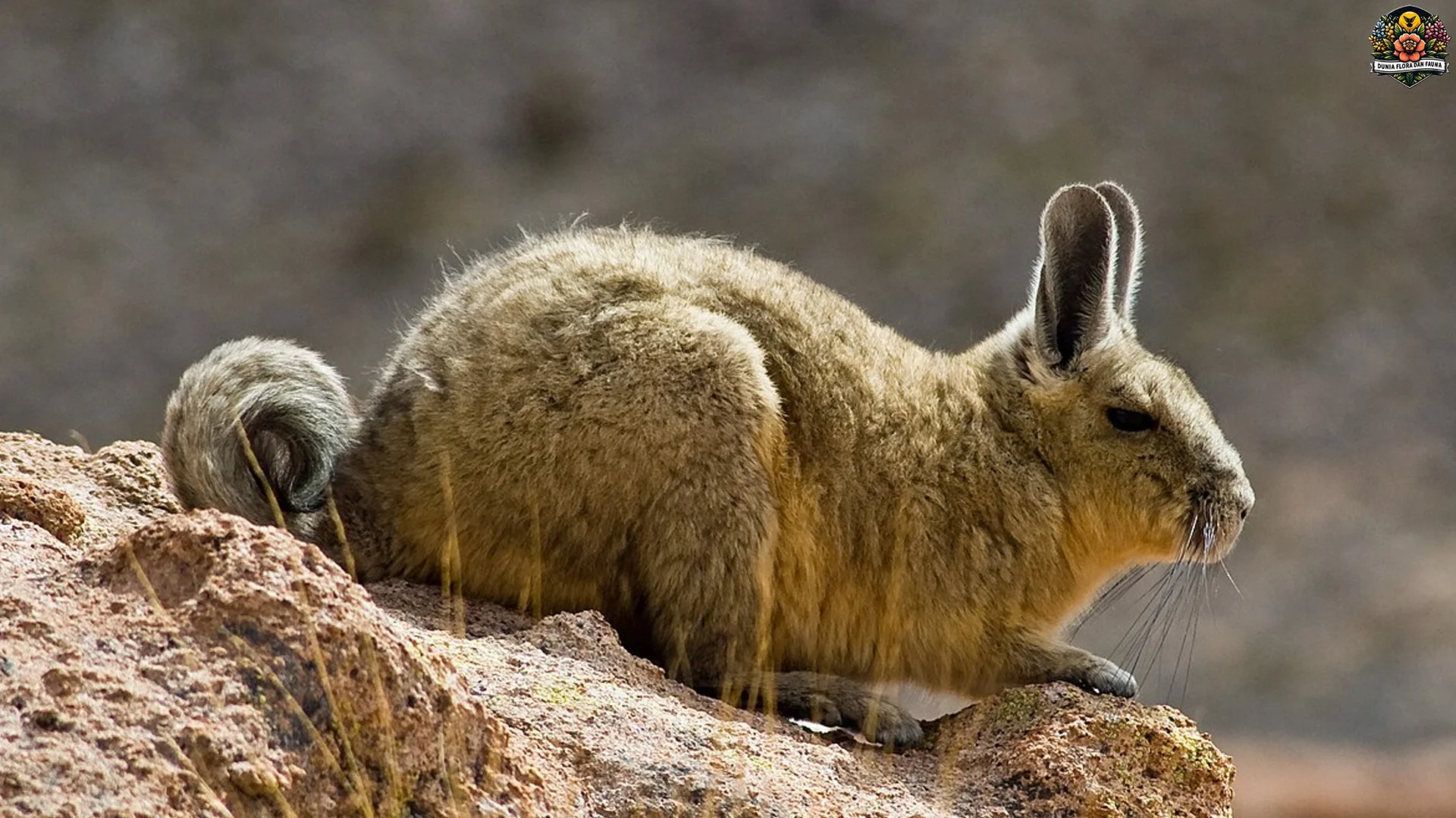 Viscacha Dengan 5 Kebiasaan Sosial Yang Menarik Di Alam Liar 2 Viscacha Dengan 5 Kebiasaan Sosial Yang Menarik Di Alam Liar
