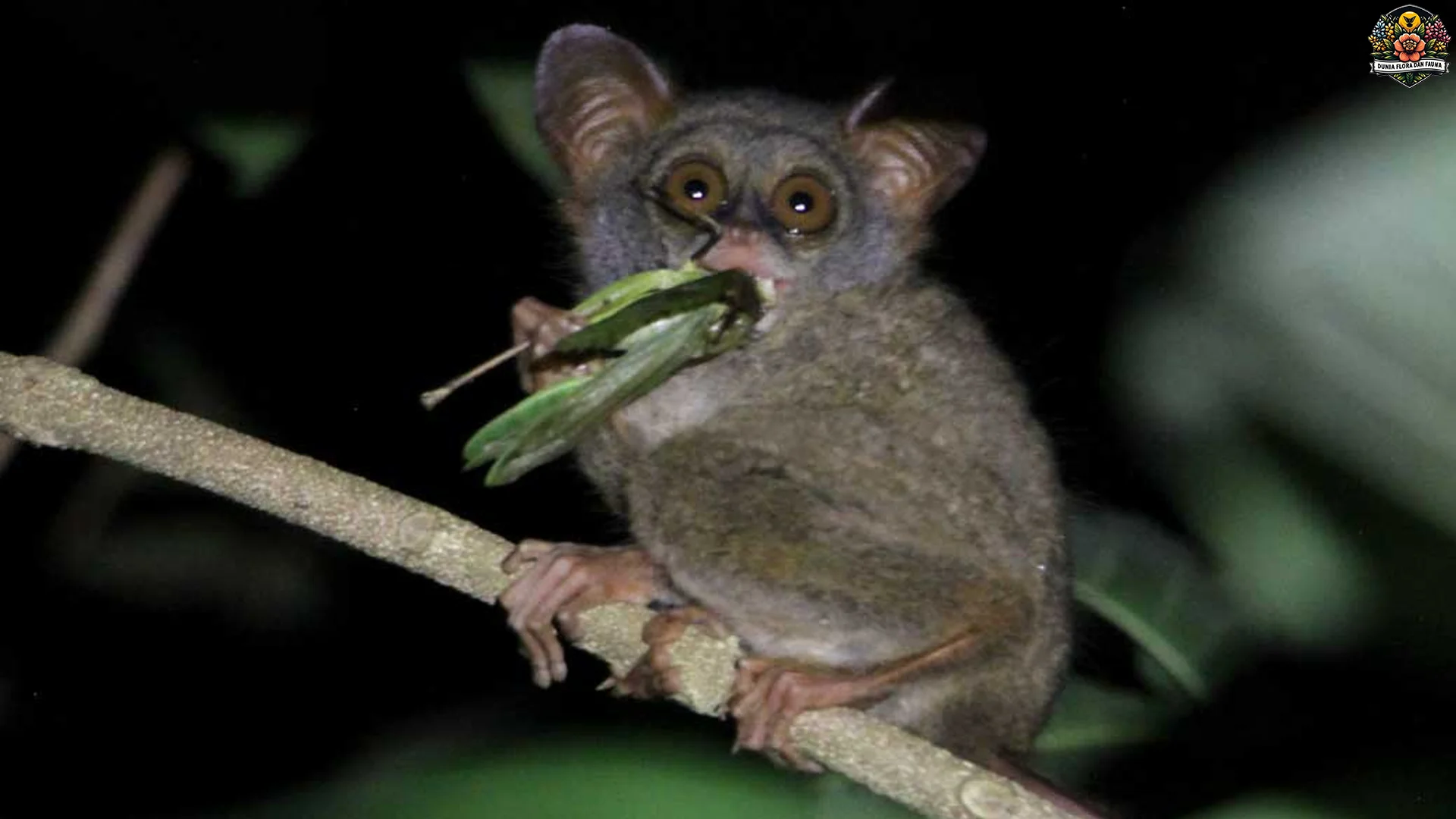 Tarsius 1 Siklus Tidur Paling Aneh di Dunia Hewan