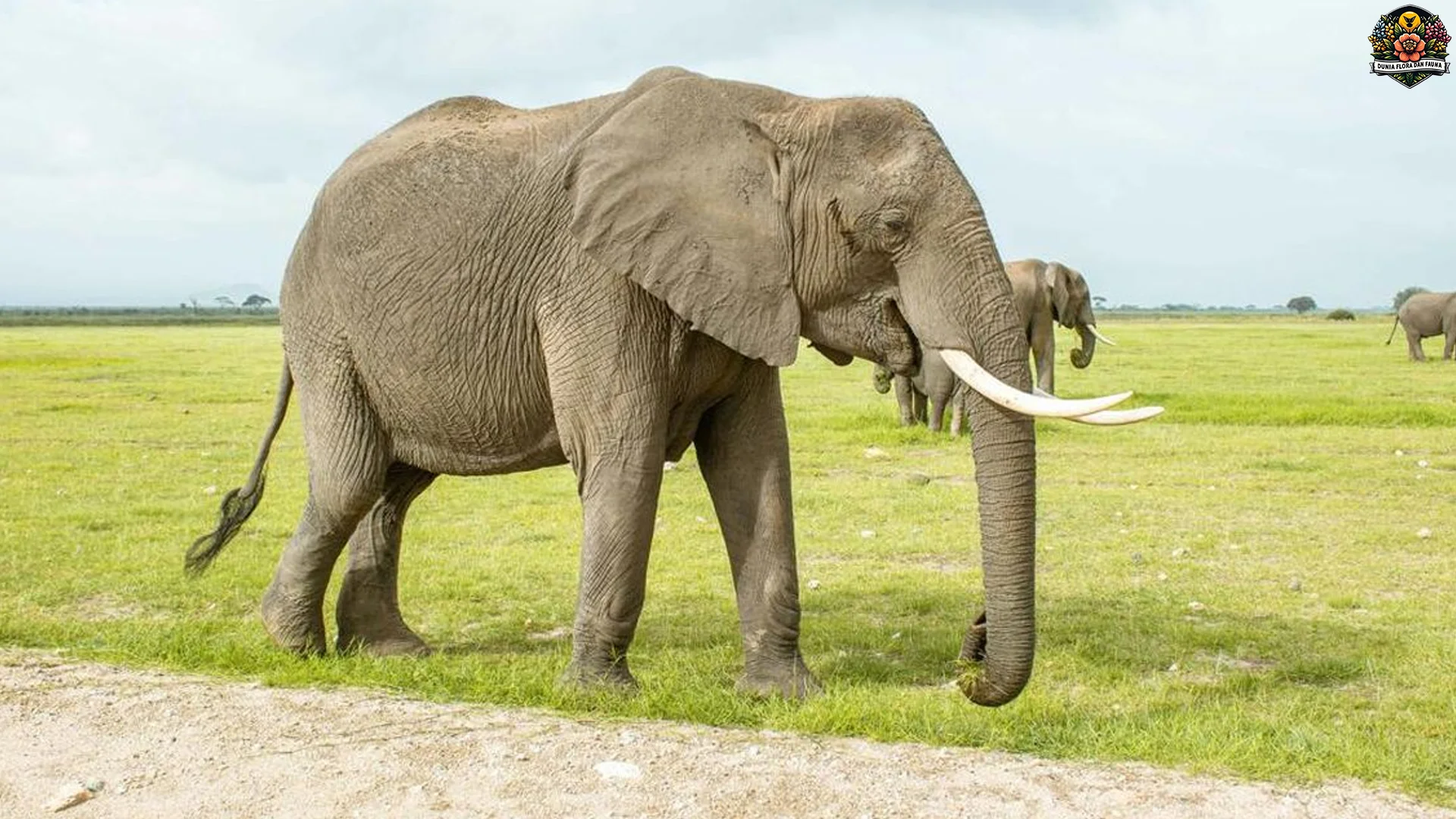 Gajah Tampilkan 5 Perilaku Sosial Yang Membuat Mereka Hewan Unik