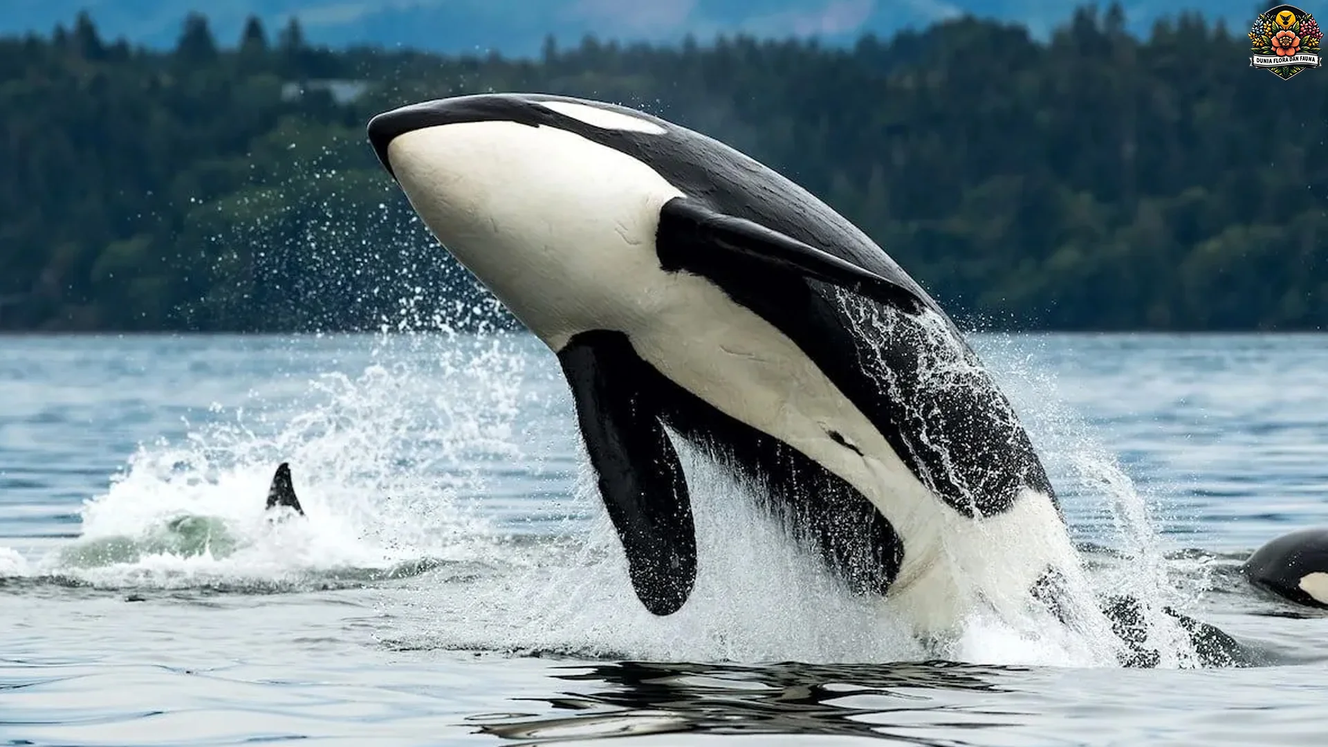 Orca Dengan 5 Bukti Brutal Paus Pembunuh Yang Cerdas Gila