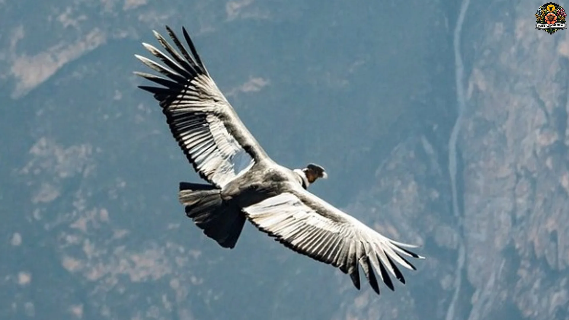 Kondor Andes Burung Raksasa 5 Simbol Kebanggaan Amerika Latin