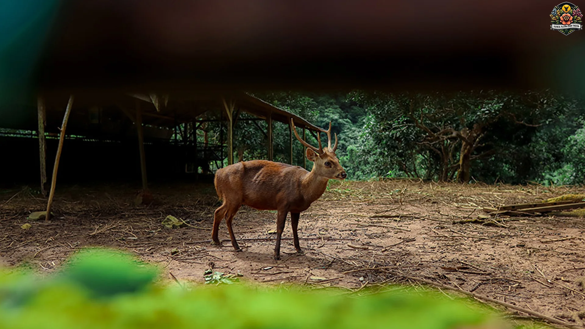 Rusa Bawean Dan 4 Ciri Fisik Yang Membuatnya Istimewa