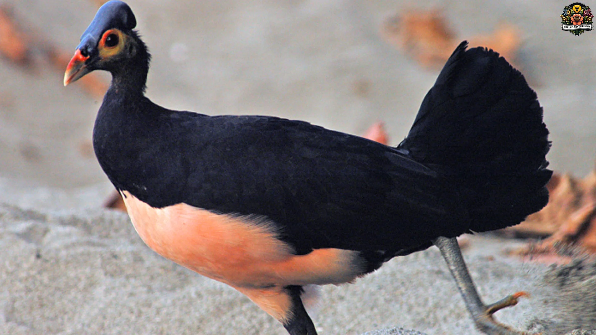 Maleo Senkawor Miliki 5 Kebiasaan Alam yang Menjadi Keunikan Satwa