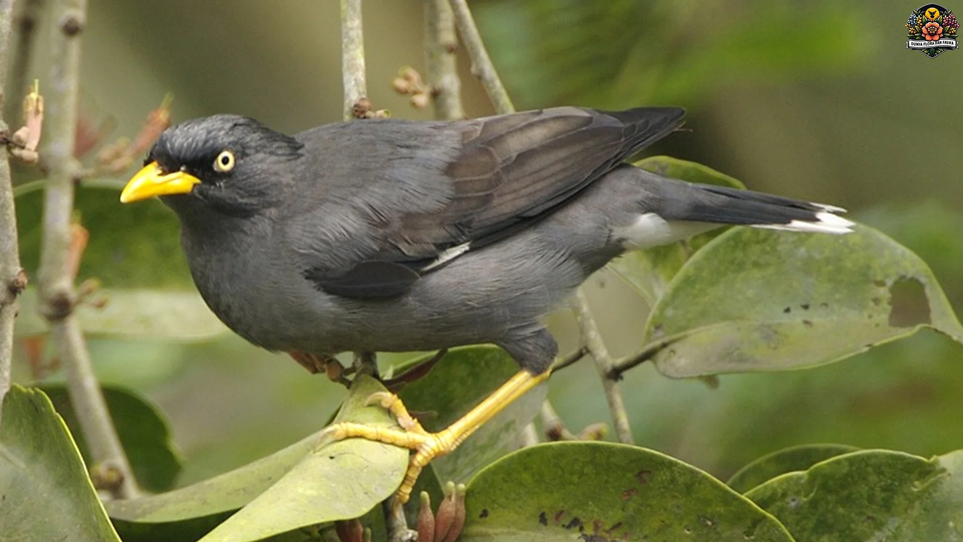 Jalak 4 Keistimewaan Asli Dibanding Burung Kicau Lainnya