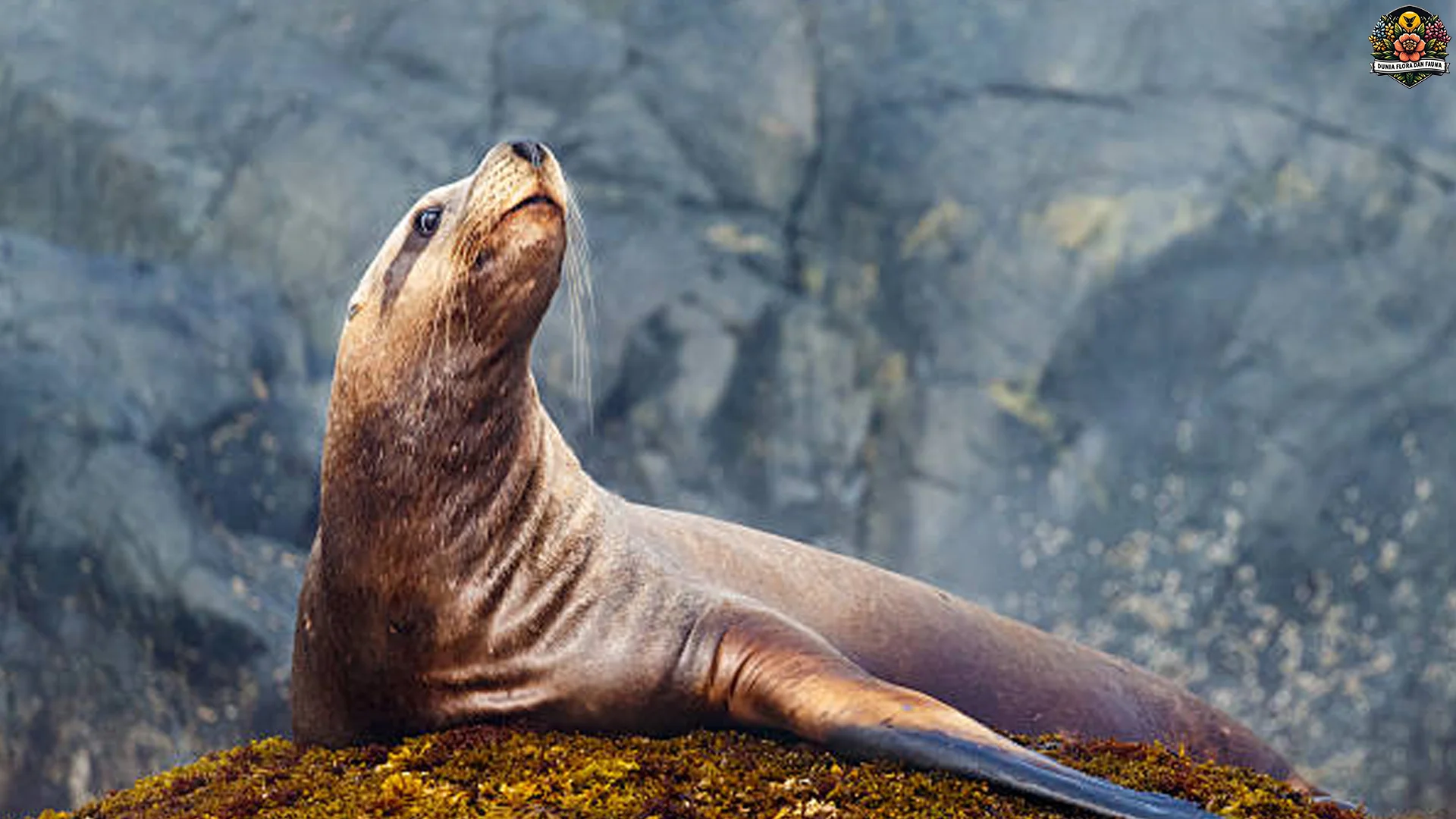 Singa Laut Steller 4 Adaptasi Penting Untuk Bertahan di Laut Dingin