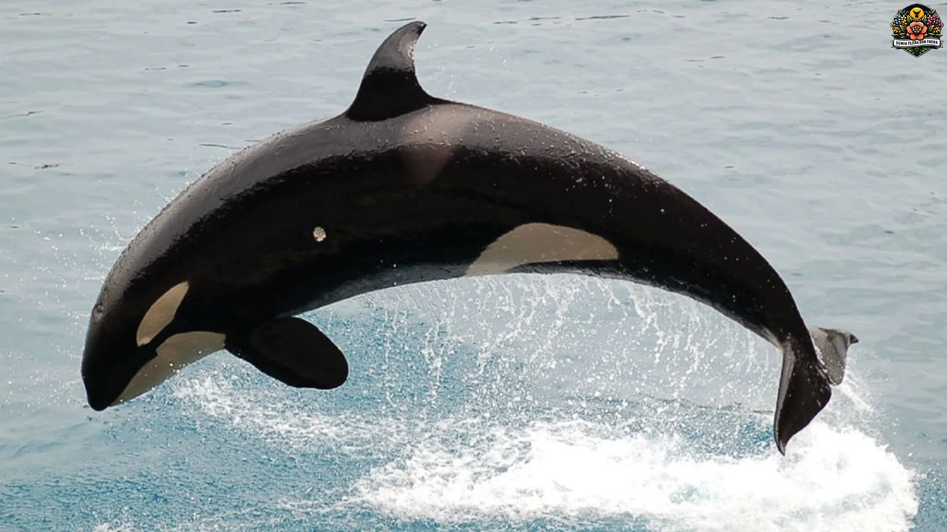 Hewan Orca Sajikan 5 Keunikan Tingkah Laku Di Alam Liar