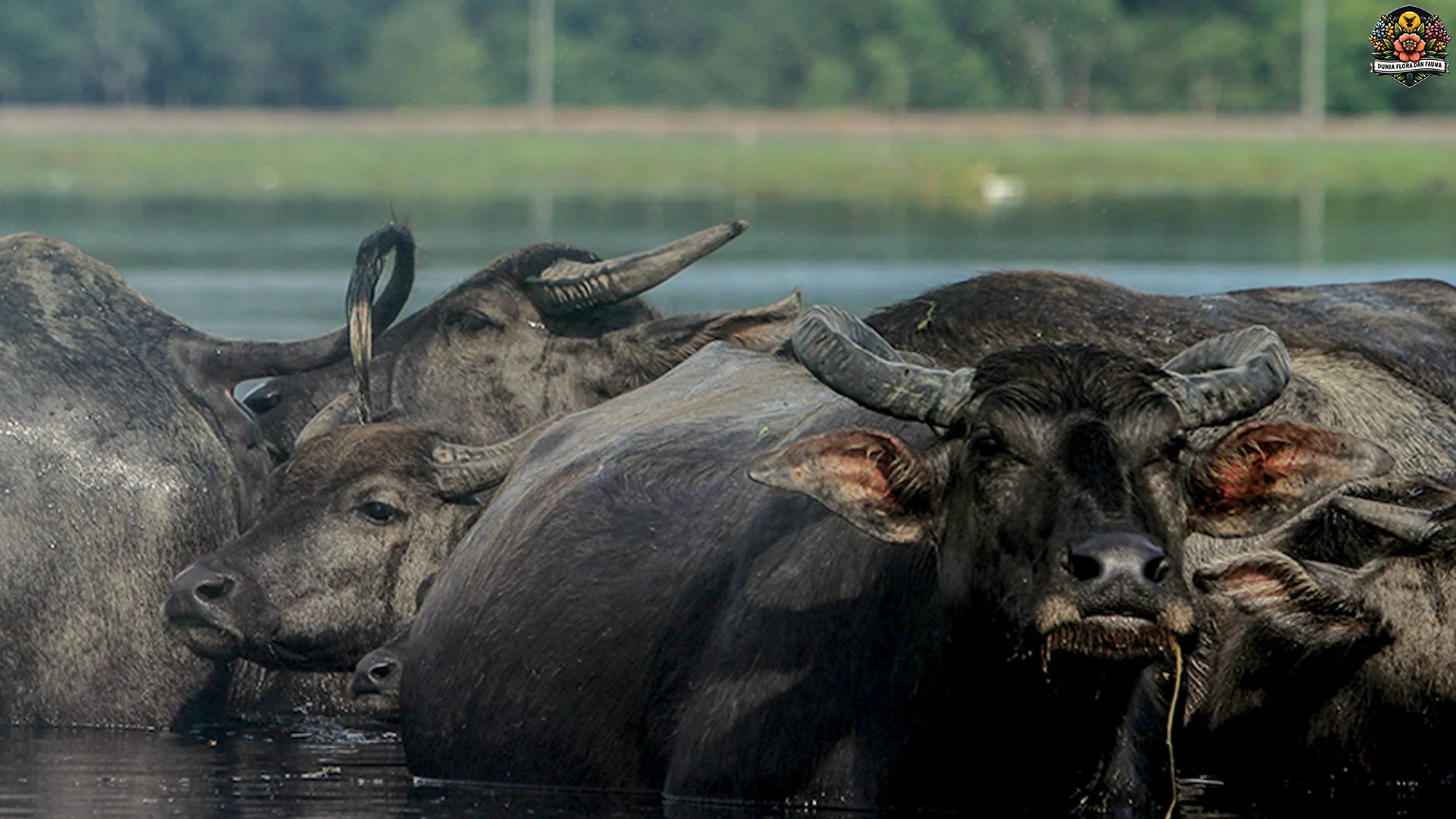 4 Hal Menarik Tentang Kerbau yang Perlu Kamu Ketahui Segera
